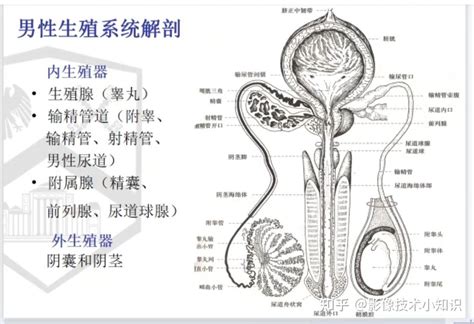 男人生殖器官|人類陰莖